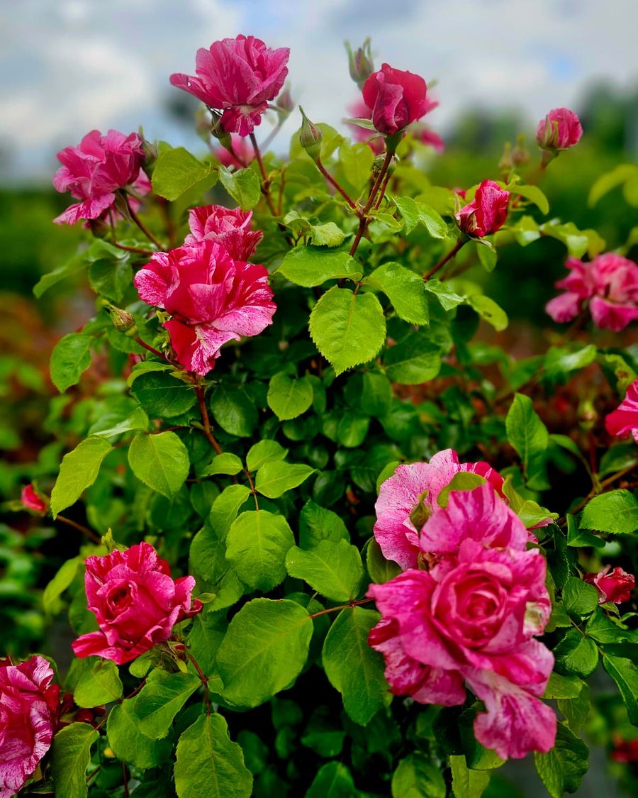 Il negozio Il Giardino del Fiorista a Pandino