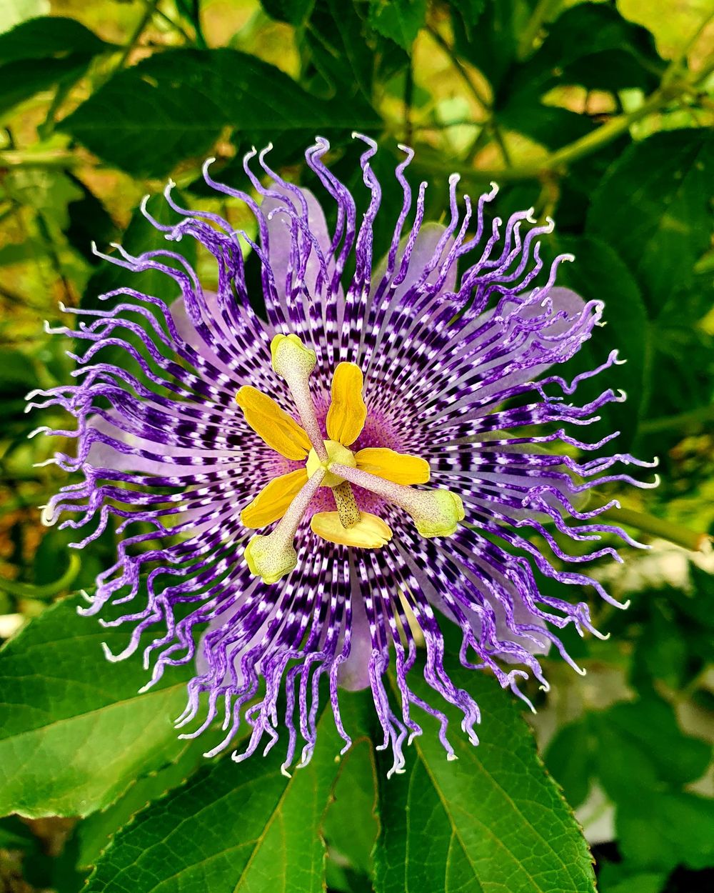 Passiflora in fiore
