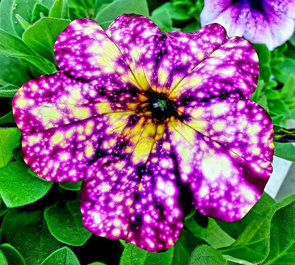 Petunia fucsia screziata