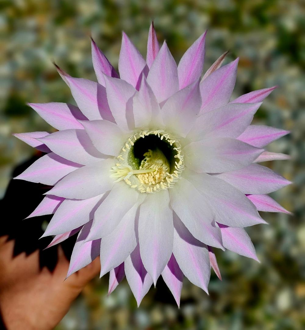 Fiore di cactus Echinopsis rosa