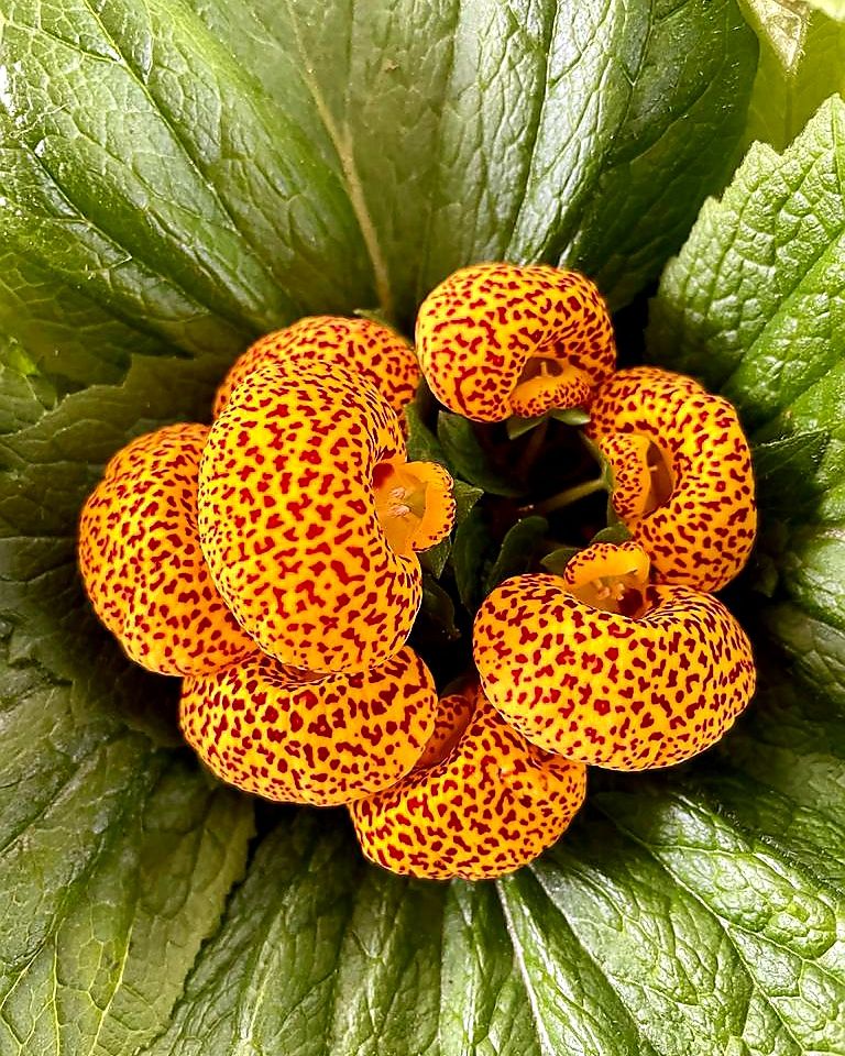 Calceolaria arancione maculata